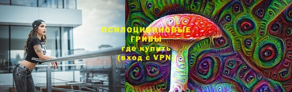 стаф Алзамай